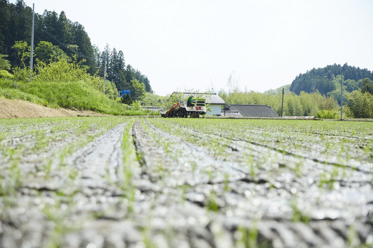 高田のゆめ田植え式-264