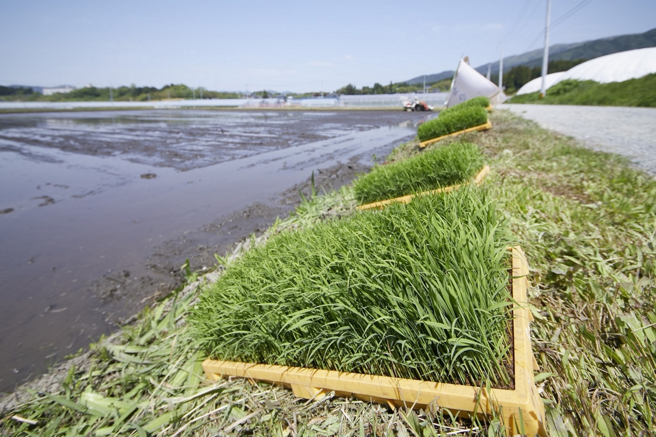 高田のゆめ田植え式-35